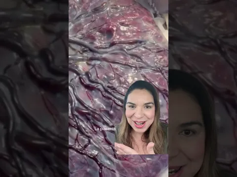 Esta es tu placenta, ¿alguna vez la habías visto así en detalle? 🤩