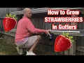 How to grow Strawberries in Gutters