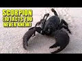 Download Lagu Scorpion 🦂 (10 FACTS You NEVER KNEW)