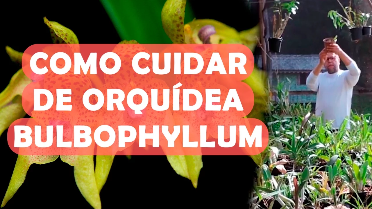COMO CUIDAR DE ORQUIDEA BULBOPHYLLUM
