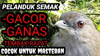 burung pelanduk semak full ngebrem gacor ngleper memanggil lawan burung lain nyaut 