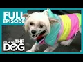 The Dog From Hell: Tallulah | Season 2 Episode 3 | Full Episode | It's Me or the Dog