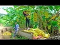 Download Lagu Harvest A Truckload Of Bananas With My Brother Goes To Market Sell, Make Vinegar From Ripe Bananas.