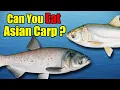 Download Lagu Can you Eat Asian Carp?  - Silver Carp \u0026 Bighead Carp 101