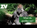 What do gorillas eat