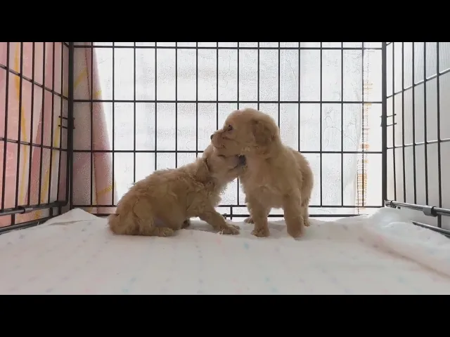 動画
