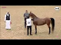 Download Lagu N 281 ILHAM AL JASSIMIYA   Doha International Arabian Horse Show 2023   Mares 4 6 Years Old Class 7A
