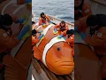 Download Lagu A giant clownfish spotted in the wild!