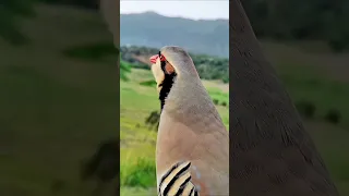 kumpulan video masteran burung gacor kicau mania birds chirping hiburan warga+62 funny videos 