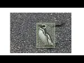 Create a Penguin Detector without coding DEEP BLOCK No-code Computer Vision AI Tool