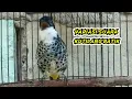Download Lagu Variasi Suara Burung Kutilang Batik/Cucak Bersisik/Kutilang Mutiara/Lincang Macan