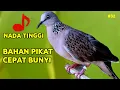 Download Lagu Bahan Pikat Cepat Bunyi Suara Tekukur Kuk Kuk 2x Dengan Nada Tinggi
