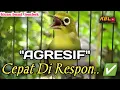 Lagu CIAK CIAK JOSS KECIAL KUNING AMPUH||PANCINGAN KECIAL MALAS BUNYI||