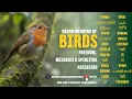 Dream Meaning of Birds Freedom Messages Spiritual Ascension