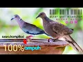 Download Lagu Suara kompilasi puter geni dan tekukur //di jamin langsung datang !!