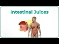Intestinal juice physiology Composition Secretion and Regulation USMLE Step 1