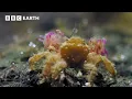 This Tiny Crab Can Knock Out Predators Twice Its Size Natural Born Rebels BBC Earth