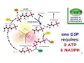 Photosynthesis Light Reactions and the Calvin Cycle