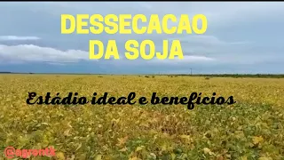 DESSECACAO DA SOJA, ESTÁDIO IDEAL E BENEFÍCIOS