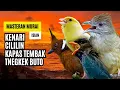 Download Lagu Masteran Murai Isian Kenari, Cililin, Kapas Tembak, Tengkek Buto