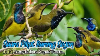 suara pikat sogon paling ampuh semua jenis sogon pasti terpikat 