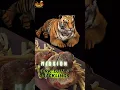Download Lagu Што ќе се случи ако со тигар се готви месо?!