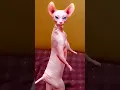 Download Lagu dancing cat🐱funny dance #shorts ytshorts #viralshorts