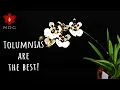 Download Lagu 13 Reasons why Tolumnias are THE BEST Orchids \u0026 you need to have one!