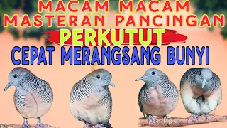 Download Sangat efektif macam macam masteran pikat perkutut lokal gacor lebih ampuh MP3