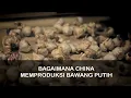 Lagu Kenapa Dunia Bergantung pada Bawang Putih dari China ?