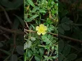 Lagu Tribulus terrestris, #conservation #medicinalplant #miyawaki #biodiversity #nature #birds