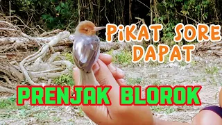 Download 🔴Pikat Prenjak Blorok💯 istimewa mbolalang Sore Hari @blusukan_id MP3