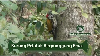 burung pelatuk yang berpunggung emas