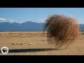 Download Lagu Why Do Tumbleweeds Tumble? | Deep Look