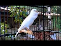 Download Lagu Belgian Canary Singing - Doesn't Your Canary Sing? Put This On, HE Will Sing a Lot