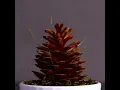 Download Lagu How Pine Trees Reproduce?
