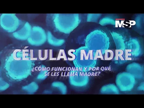 Download MP3 Células madre: ¿Cómo funcionan y por qué se les llama madre? - #EspecialMSP