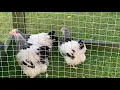 Light Sussex Bantam