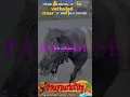 Download Lagu Spanky is verhuisd naar ZWEDEN ♥ voormalige Ponyparkcity pony, Romi maakte eerbetoon!