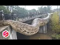Download Lagu ULAR 30 METER DITEMUKAN!! Inilah 11 Penemuan Ular Terbesar di Dunia yang Bikin Syok!