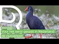 Lagu Vogelspotters rukken massaal uit voor bijzondere watervogel: de purperkoet