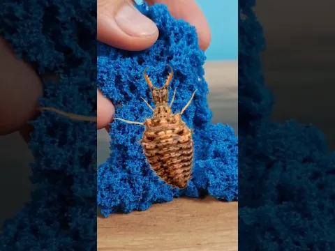 Муравьиный лев vs Кинетический песок! #antlion #kineticsand