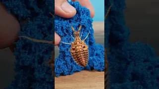 Муравьиный лев vs Кинетический песок! #antlion #kineticsand