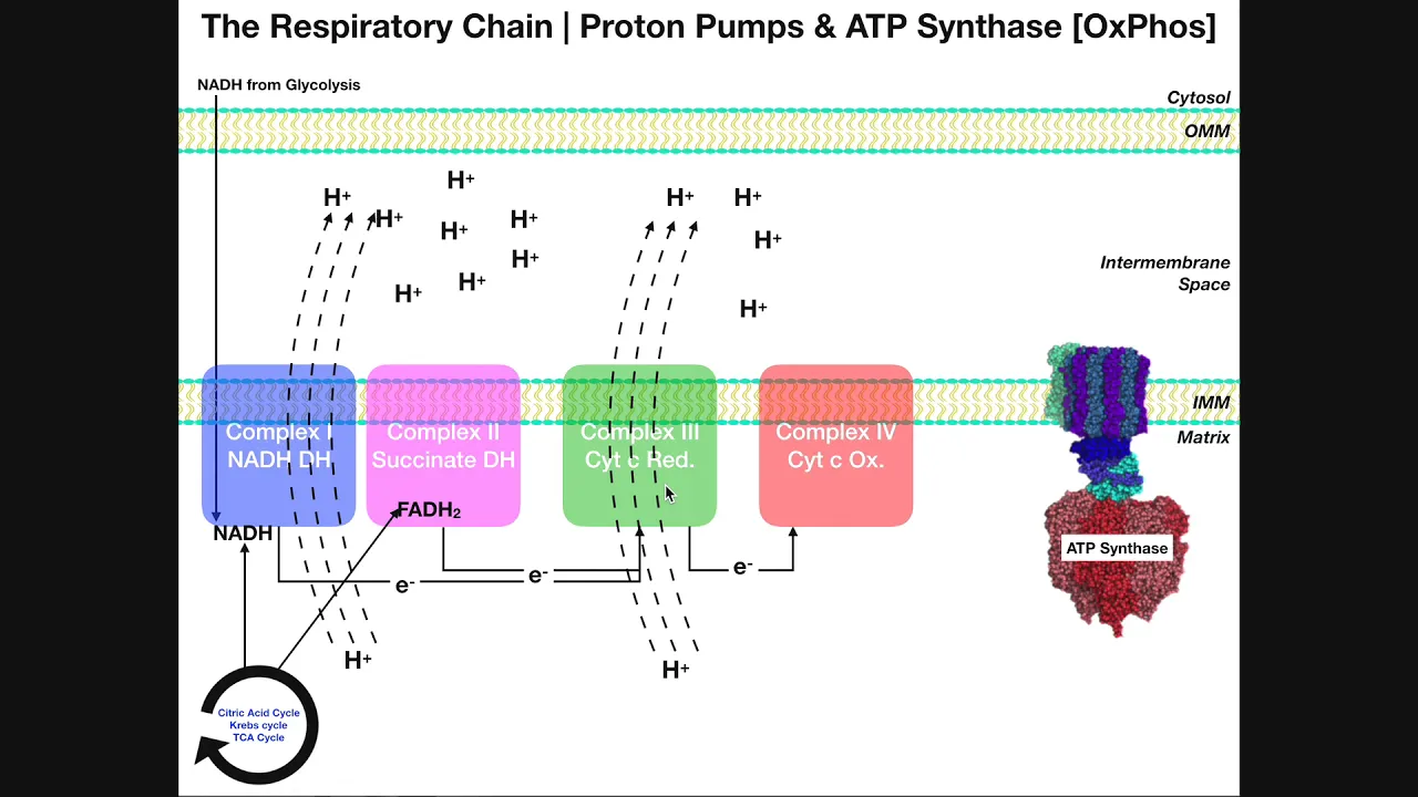 BASICS of the Electron Transport Chain & Oxidative Phosphorylation