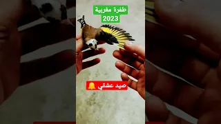 خلوي مغربي معروف بطفراة مقنين صيد الحسون تربية الحسون بتبتة الحسون ط طفرات الحسون طائر الحسون الهجين 