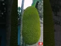 Download Lagu 🍈🍈 How jackfruit hanging on tree amazing 😋|| #shorts