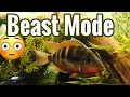 Full Grown Firemouth Cichlid Tank - Adult Pair