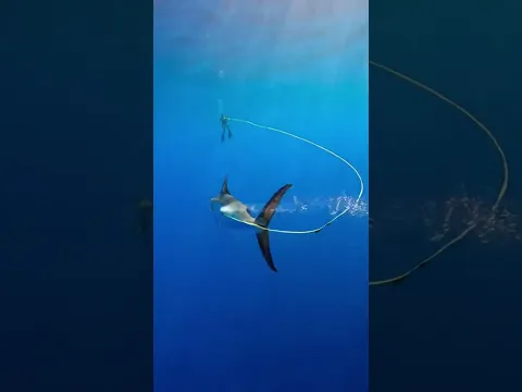 Swordfish Almost Killed Me 😱 Run or Fight? #underwater #finshing #scuadiving #ocean #underthesea