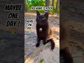 Download Lagu 1 van de 5 ❤️Ze doen er ook toe! #kat #katten #shorts
