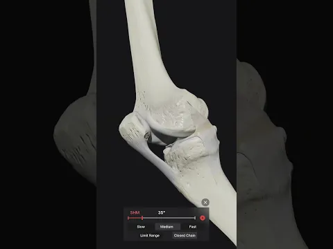 Patella during knee flexion and extension #anatomystandard #kneeanatomy #patella #biomechanics